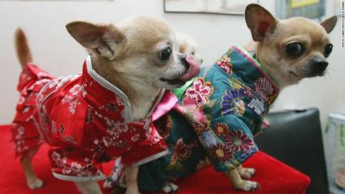 Vechain Blockchain enters pet food market