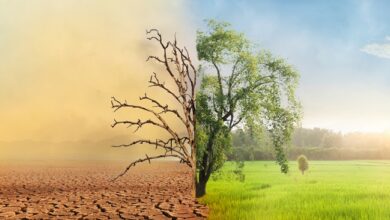 UAE HBKGOP, Nexum Foundation and Africa Climate Group launch Blokcchain carbon platform in Kenya