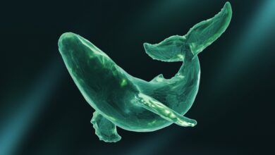 The Sui Cetus exploit drained $223M in a major DeFi breach Sui Loan